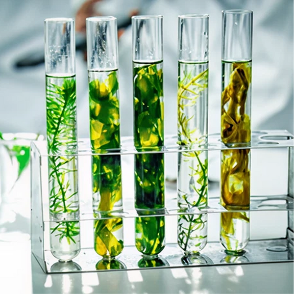 Soothing Botanical Extracts